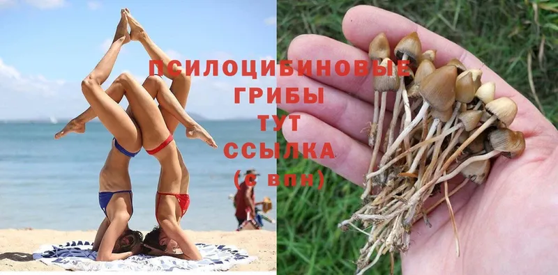 Псилоцибиновые грибы Psilocybe  Давлеканово 